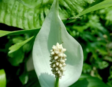 Miniatura: Wystarczyło kilka łyżek. Mój marniejący...