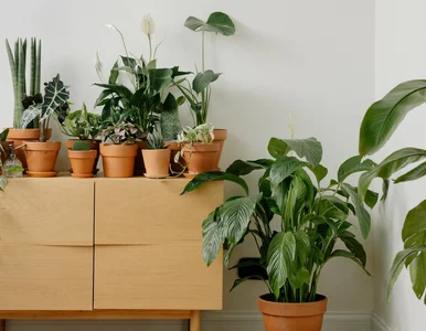 Miniatura: Te rośliny to raj dla pluskiew. Wiele osób...