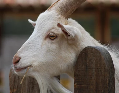 Miniatura: Piję to mleko od lat. Najlepsze dla kości...