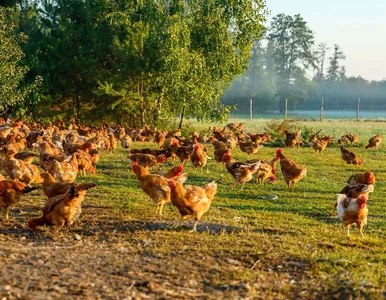 Miniatura: Naukowcy przebadali polskie kurczaki....