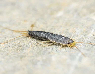 Miniatura: Biorę słoik i trochę cukru. Tak pozbyłam...