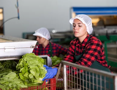 Miniatura: Bezrobocie w Polsce spada. Polska...