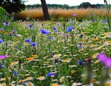 Miniatura: Posiej to zamiast trawy. Sąsiedzi będą...