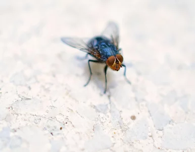 Miniatura: Muchy w domu? Ta przyprawa może je...