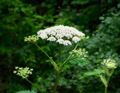 Miniatura: Milion złotych kary za rośliny w ogrodzie?...
