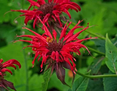 Miniatura: Kleszcze nigdy nie wejdą do ogrodu....